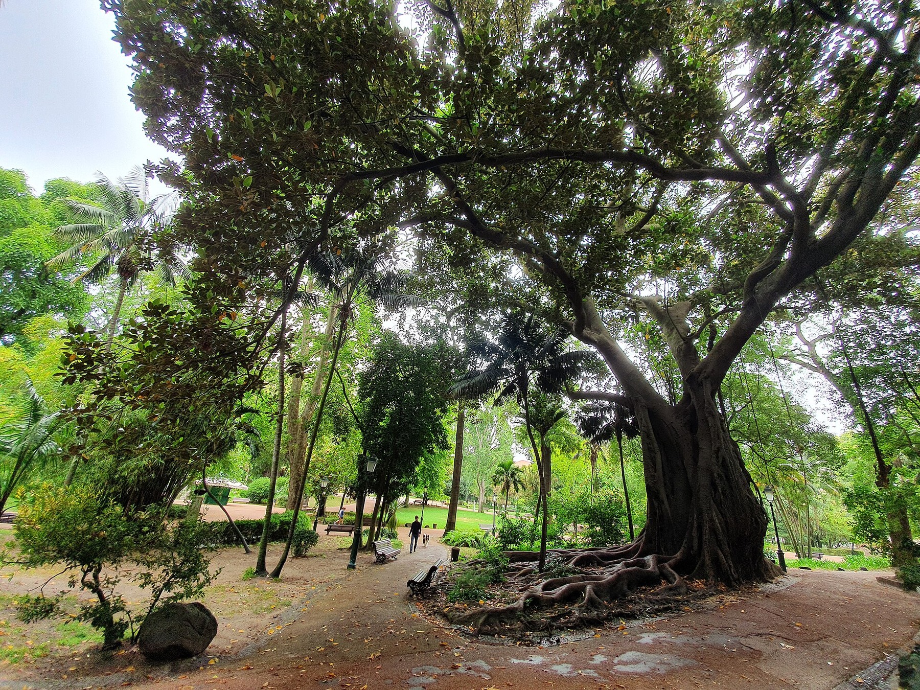 Mature trees in Jardim da Estrela, 2021.