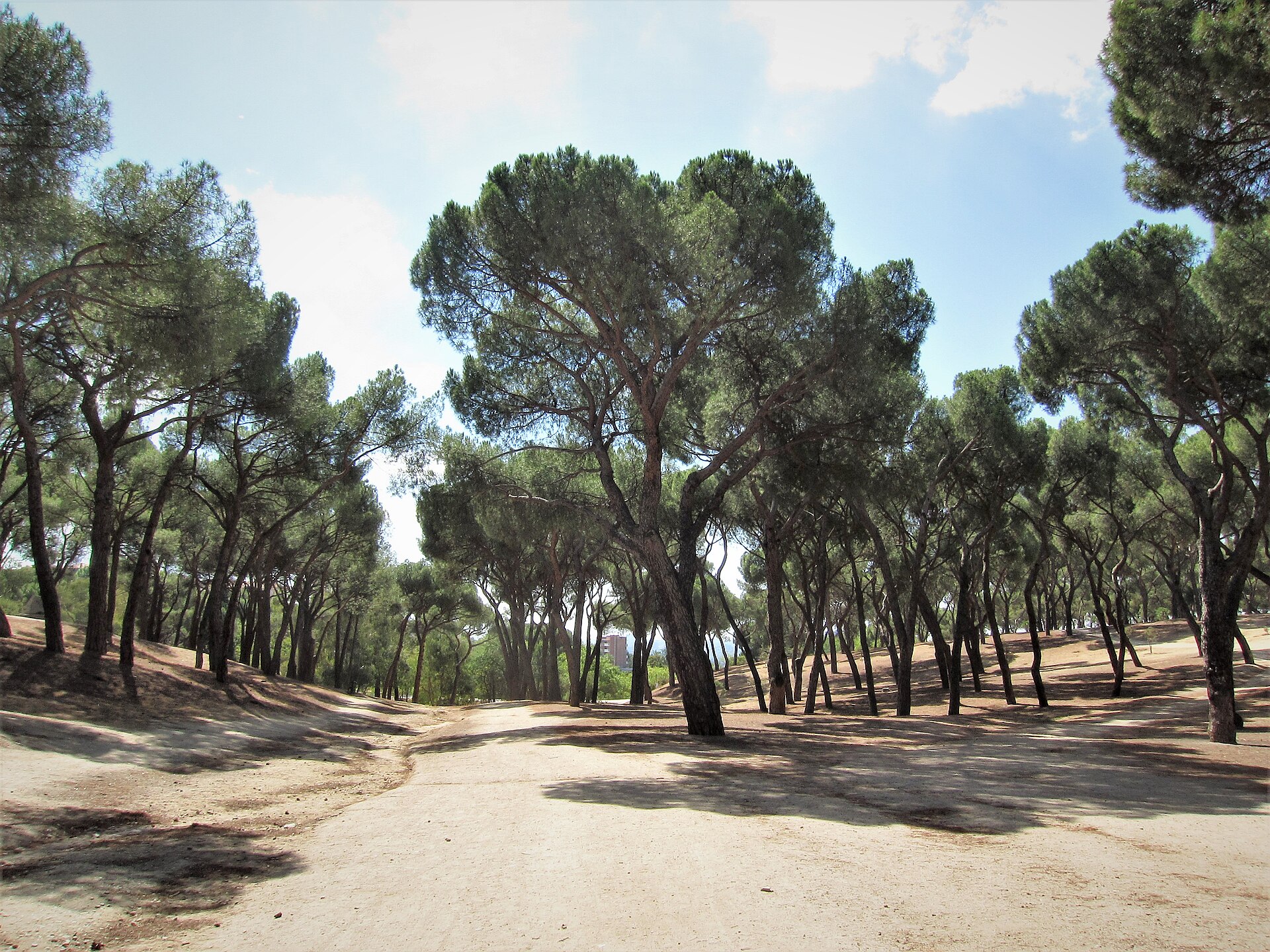 Pine woodland in Dehesa de la Villa, 2012.